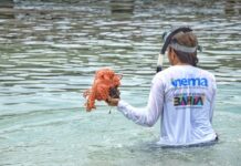 Expedição em Itaparica mobiliza comunidade contra coral invasor na Baía de Todos-os-Santos Logo