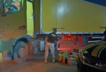 PRF apreende mais de 80 pássaros silvestres em carreta na BR ´251 em Montes Claros (MG) — Polícia Rodoviária Federal Pássaros Montes Claros Correio.jpeg