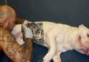 Governo sanciona lei que proíbe tatuagens e piercings em cães e gatos Governo sanciona lei que proíbe tatuagens e piercings em cães e gatos