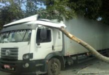 Caminhão é atingido por galho de árvore em Santo Antonio de Jesus-Bahia