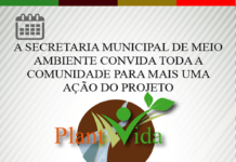 Plantio às margens do entroncamento da sede, em D.M. Costa