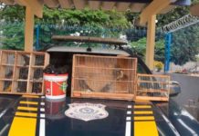 Aves silvestres engaioladas são resgatadas na BR 116