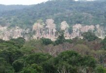 “Fruto da atual política ambiental do governo Bolsonaro”: Após Alemanha, Noruega cancela repasse de R$ 133 mi para a proteção da Amazônia