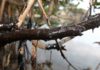 Grupo marca protesto em Salvador para cobrar ações efetivas contra manchas de óleo