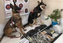 Cães farejadores localizam boca de fumo depois de denúncia anônima