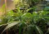 Laje: plantação de maconha em estufa artificial é descoberta pela polícia