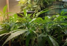 Laje: plantação de maconha em estufa artificial é descoberta pela polícia