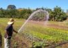 Produtores têm até segunda-feira para aderir ao Refis Rural