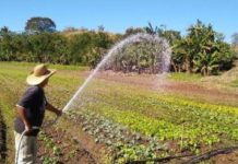 Produtores têm até segunda-feira para aderir ao Refis Rural