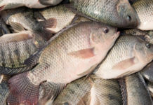 SAJ: Distribuição do peixe para Semana Santa será feita de casa em casa. Confira as datas: