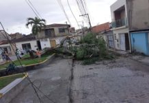 Vento derruba árvore na Praça da Salgadeira. Prefeitura já iniciou retirada