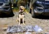 Cão farejador localiza mais de 1.500 trouxinhas de maconha em Salvador