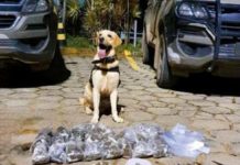 Cão farejador localiza mais de 1.500 trouxinhas de maconha em Salvador