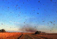 Chegada de nuvem de gafanhotos leva a estado de emergência fitossanitária no RS e SC