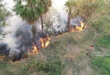 Número de queimadas dispara no Pantanal e é o maior já registrado