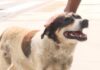 Feira: Cachorro vira mascote de hospital após ficar quase 3 anos na espera de dono