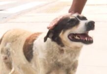 Feira: Cachorro vira mascote de hospital após ficar quase 3 anos na espera de dono