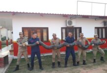 Sucuri de 6 metros e 100 quilos é capturada em rancho no Acre