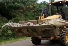 Crocodilo de meia tonelada e 4,5m, conhecido como Demônio, é morto após aterrorizar vilarejos por 50 anos