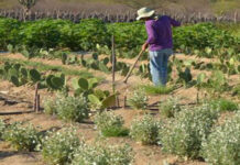 Conselho Monetário Nacional flexibiliza regras para crédito rural a pequenos produtores