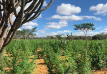 Maior produtor de maconha do centro-norte da Bahia é preso em Jacobina
