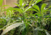 Maior produtor de maconha do centro-norte da Bahia é preso em Jacobina