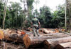 Quase 90% do desmatamento da Amazônia em Mato Grosso nos últimos 12 anos foi ilegal
