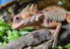 Lagarto fêmea vira macho e desenvolve testículos após pôr ovos na Austrália