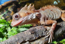 Lagarto fêmea vira macho e desenvolve testículos após pôr ovos na Austrália