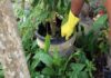 Na sombra do coronavírus: como está a situação da dengue, chikungunya e zika na Bahia?