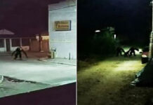 Imagens de criatura estranha compartilhadas nas redes amedrontam Itaparica