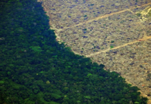 “LAMENTÁVEL”: Brasil lidera perda de florestas tropicais no mundo
