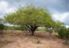 Produtos feitos com frutos da Caatinga geram renda para agricultores familiares