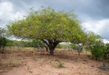Produtos feitos com frutos da Caatinga geram renda para agricultores familiares