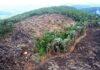 Amazônia perdeu 96 hectares de sua cobertura florestal a cada hora no ano de 2020