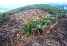Amazônia perdeu 96 hectares de sua cobertura florestal a cada hora no ano de 2020