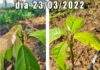 Início das avaliações do uso da Arbolina em mudas de Cacau na Área experimental de ciências Agrárias do UNIFASB