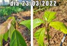Início das avaliações do uso da Arbolina em mudas de Cacau na Área experimental de ciências Agrárias do UNIFASB