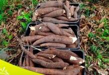 As Creches e Unidades da Rede Municipal de Ensino, abastecidas com alimentos frescos e naturais: SALINAS DA MARGARIDA