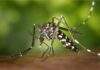 Bahia registra mais de 24,5 mil casos de dengue, zika e chikungunya em 2022