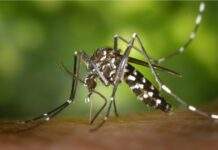 Bahia registra mais de 24,5 mil casos de dengue, zika e chikungunya em 2022