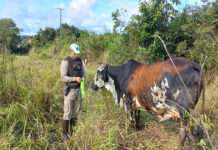 Projeto “Pista não é Pasto” tem continuidade, na parceria Prefeituras/5a. Cia do BPRV