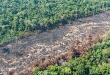 Amazônia tem mais um ano de devastação histórica sob o governo Bolsonaro