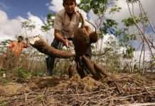 Raízes da Bahia quer ampliar renda de 30 mil unidades de produção