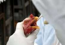 Brasil tem segundo caso de gripe aviária em animal doméstico