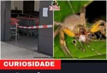 Mercado é evacuado por causa de aranha que provoca ereção permanente
