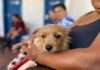 SAJ: Prefeitura, por meio da Secretaria de Saúde (SMS), realizou gratuitamente 2ª etapa da castração de gatos e cães