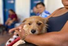 SAJ: Prefeitura, por meio da Secretaria de Saúde (SMS), realizou gratuitamente 2ª etapa da castração de gatos e cães