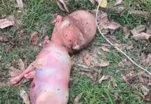 Bezerro nasce com ‘cabeça humana’ em vilarejo na Tailândia e gera desconfiança entre moradores