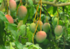 Fruticultura baiana se destaca no cenário nacional e movimenta R$ 1.3 bilhão em exportações Logo